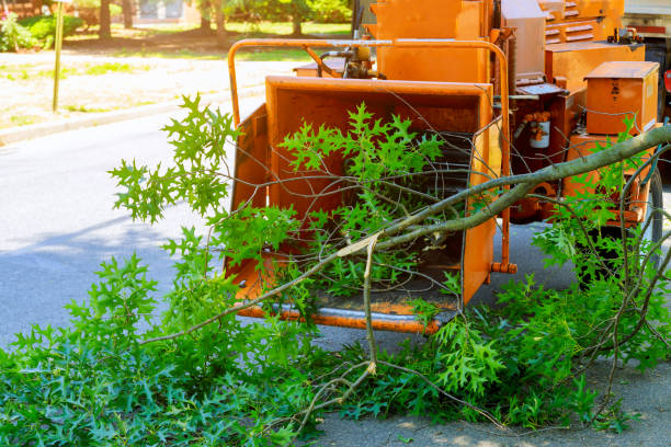 Best Local Tree Services  in Val Verde, CA